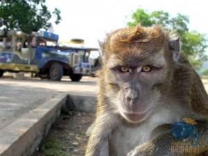 Create meme: baboon, monkey, monkey