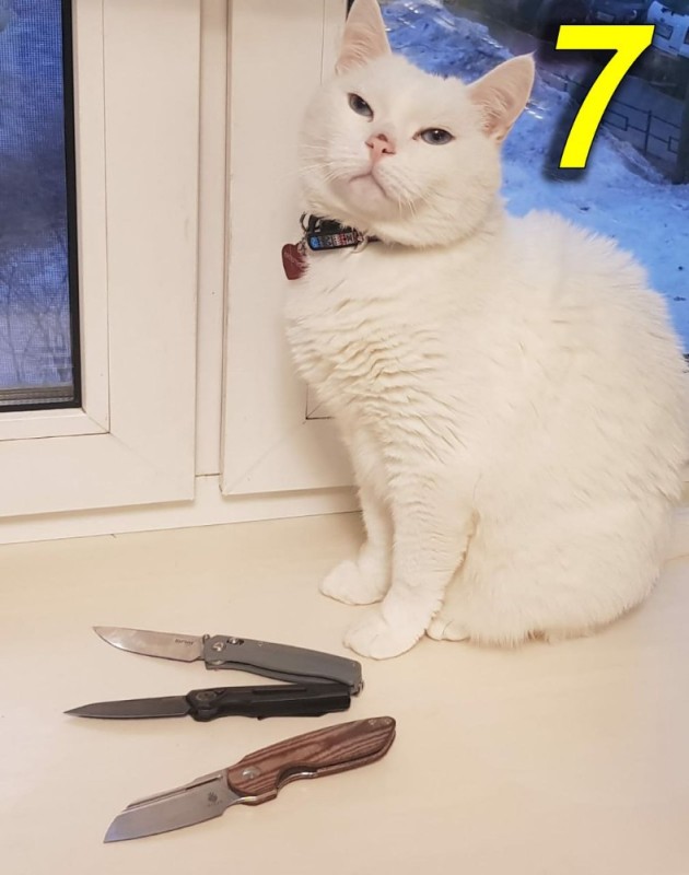 Create meme: meme cat , white cat , cat 