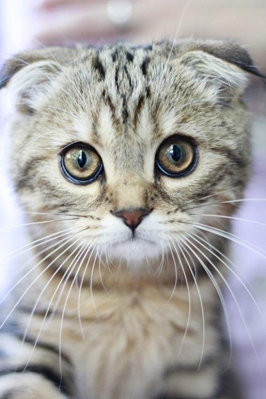 Create meme: lop - eared cat, kitten's muzzle, Scottish fold 