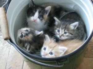 Create meme: kittens in good hands, kitties, drowned kittens