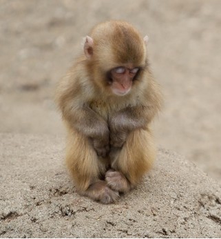 Создать мем: обезьянка, грустная обезьянка, маленькие обезьянки