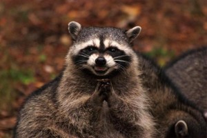 Create meme: evil raccoon, sly raccoon, evil raccoon