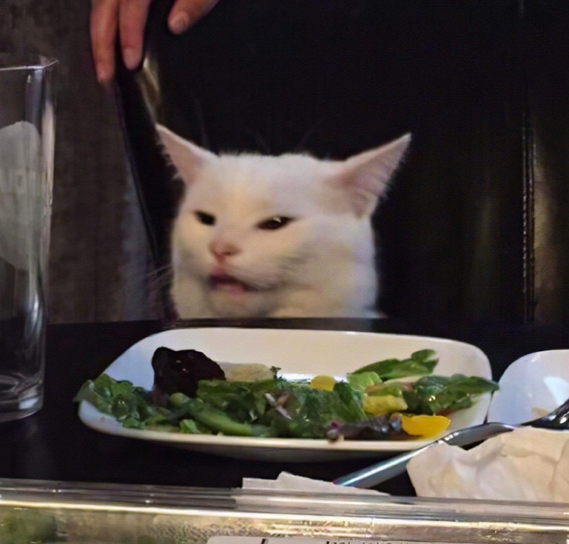 Create meme: cats at the table, memes with a cat at the table, cat at the table 