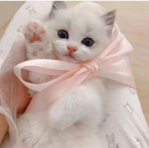 Create meme: adorable kittens, cute cat, cute cats