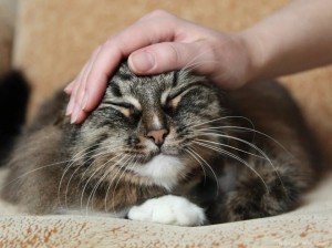 Create meme: cat nose, to pet the cat., cat Maine Coon