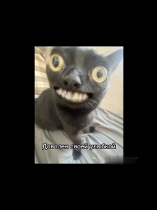 Создать мем: кот со странными глазами, пучеглазый котёнок мем, ласковая кошка