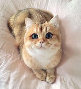 Create meme: cute cats with big eyes, cats, Cat
