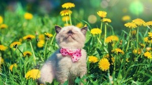 Create meme: cats and flowers, cat and dandelion