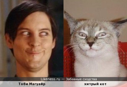 Create meme: meme Tobey Maguire , cunning cat, Tobey Maguire is like