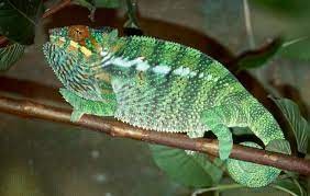 Create meme: lizard chameleon, parterowy chameleon