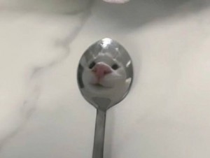 Create meme: tea spoon, cat, spoon