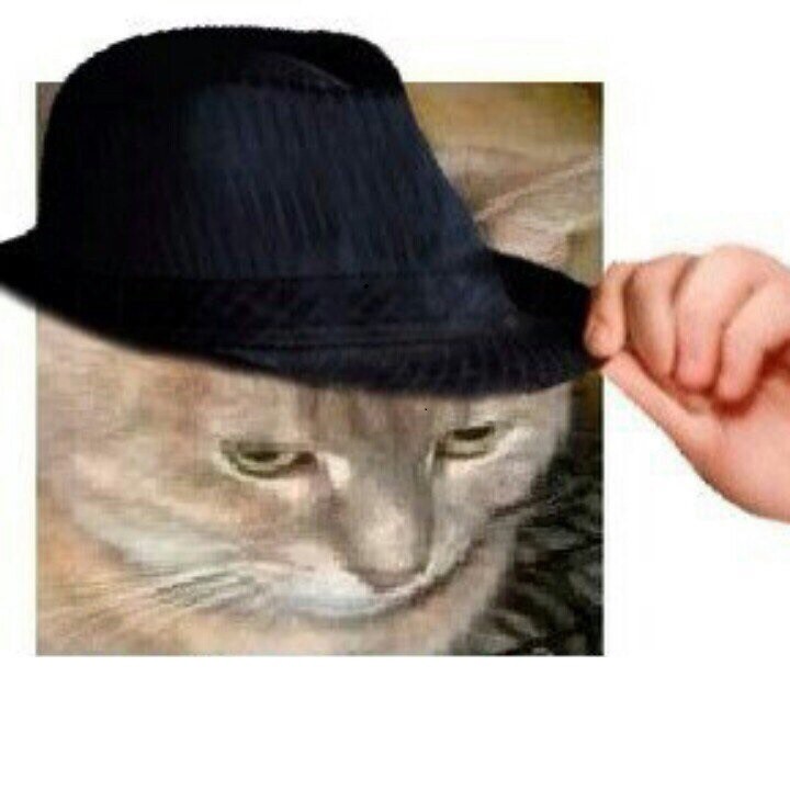 Create meme: seals , hat cat, cat 