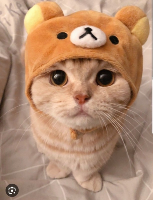 Создать мем: милые котики в шапочках, няшные котики, няшный кот