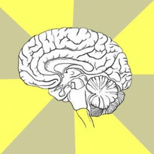 Create meme: cerebellum, meme brain, the average brain
