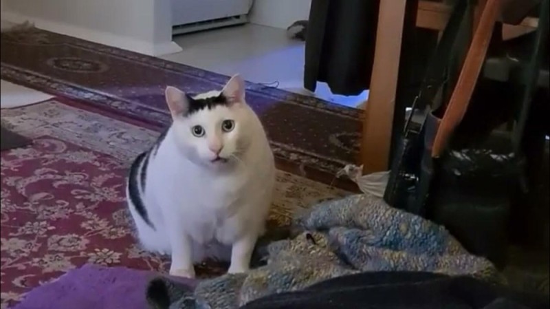 Создать мем: кот мем, мем толстый кот, толстый белый кот