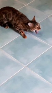 Create meme: Cat vomits