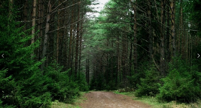 Create meme: dense forest, dark coniferous forest, spruce forest