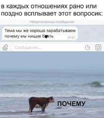 Create meme: funny animals , cow by the sea, funny comments 