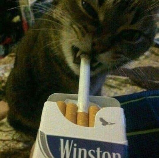 Создать мем: котенок с сигаретой, кот с сигаретой в зубах, кот с сигаретой