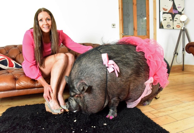 Создать мем: самая большая свинья в мире, минипиг хряк, самая большая свинья
