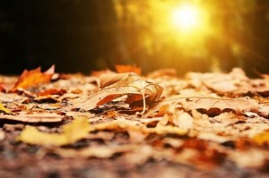 Create meme: the picture November autumn 2018, autumn leaves, autumn