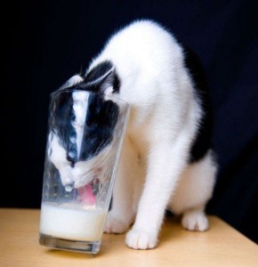 Создать мем: Кошка, молоко, кошки смешные