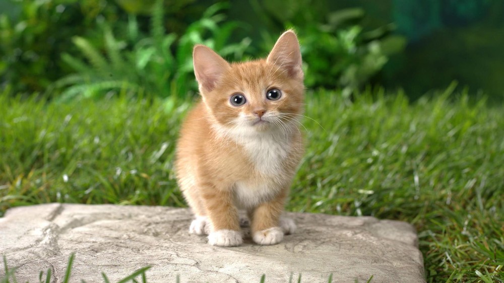 Create meme: Munchkin is a red-haired cat, ginger kitten , kitties 