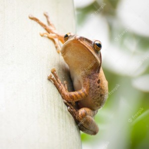 Create meme: beautiful frogs, frogs