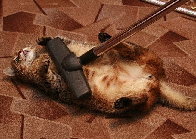 Create meme: cat and vacuum cleaner, cat , I shouldn't be afraid fear kills the mind