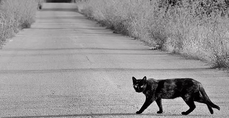 Create meme: a black cat crosses the road, black cat , a black cat runs