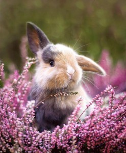Create meme: cute bunnies, rabbit cute