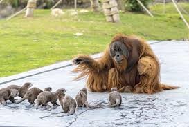 Создать мем: животные обезьяны, интересные животные, орангутанг и выдры бельгийский зоопарк