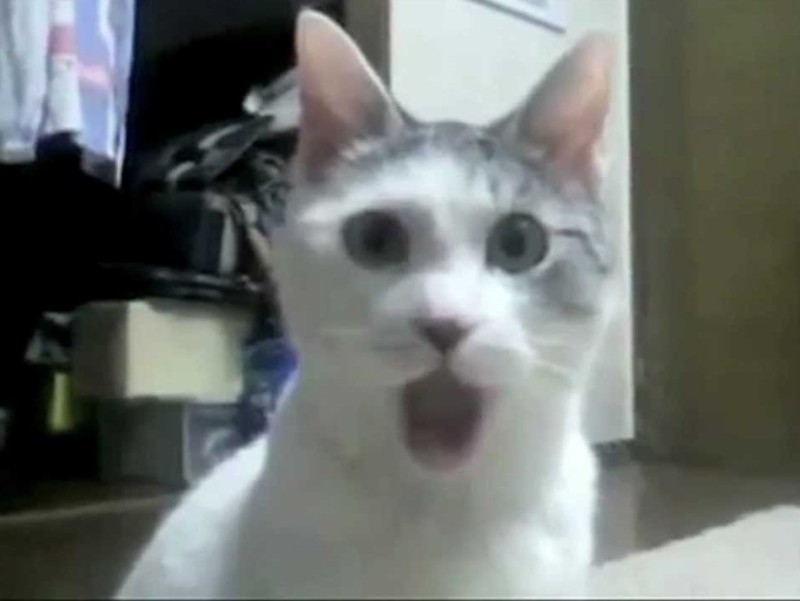 Create meme: the cat who opens his mouth, meme surprised cat , the cat in disbelief