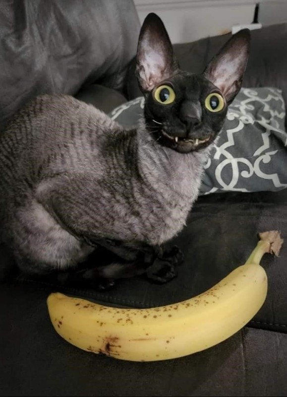 Создать мем: порода кошек корниш рекс, кошка с бананом, кошка корниш рекс