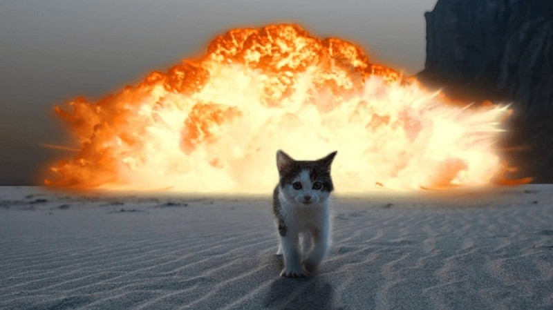 Create meme: against the background of the explosion, explosive seals, cat explosion