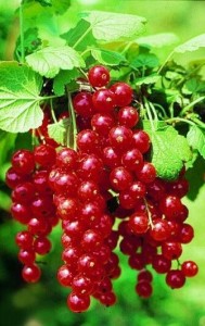 Create meme: currants, red currant