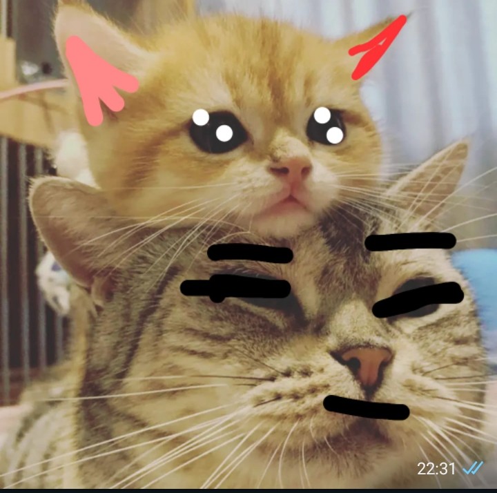 Создать мем: смешные коты, кошки милые, пикчи с котиками обнимашки
