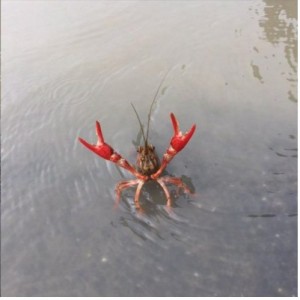 Create meme: cancer, crab, crayfish