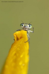 Create meme: macro insects, funny insects, funny insects macro photography