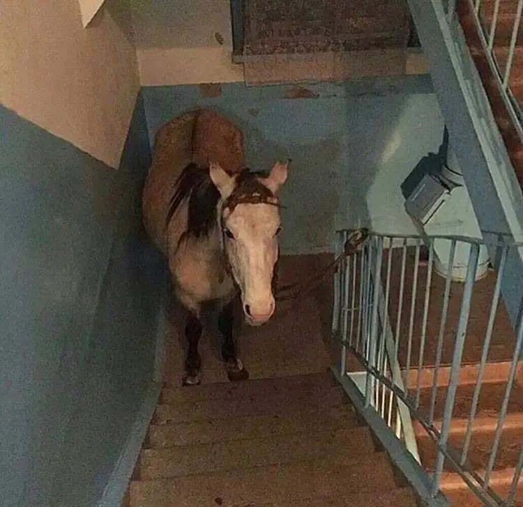 Create meme: horse , horse on the balcony, horse in the entrance