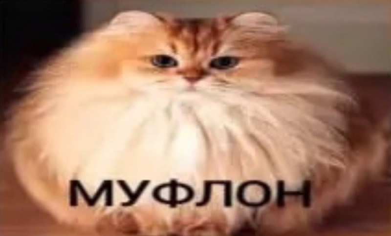 Create meme: fluffy , cat , cat 