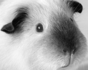 Create meme: guinea pig, mumps, Guinea pig