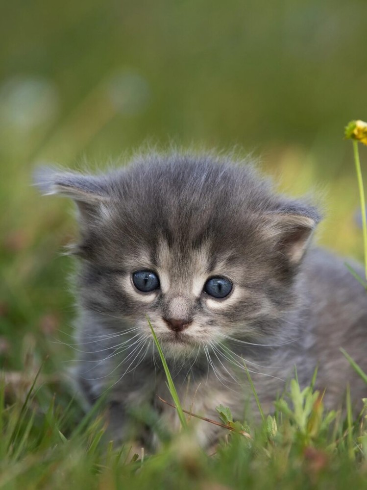 Create meme: cute little kittens, cats are small, kittens are very cute