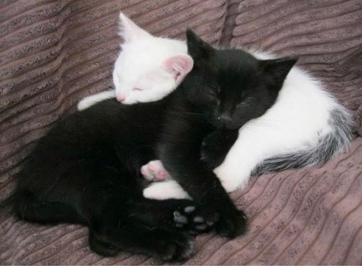 Create meme: black and white kitten hugging, black and white cat hugging, black cat with kittens