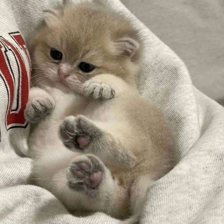 Create meme: photos of cute cats, cute cubs, cute cats 