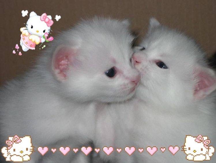 Create meme: kittens are beautiful, fluffy kittens , adorable kittens