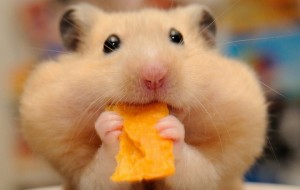 Create meme: hamsters, the hamster smiles, hamster