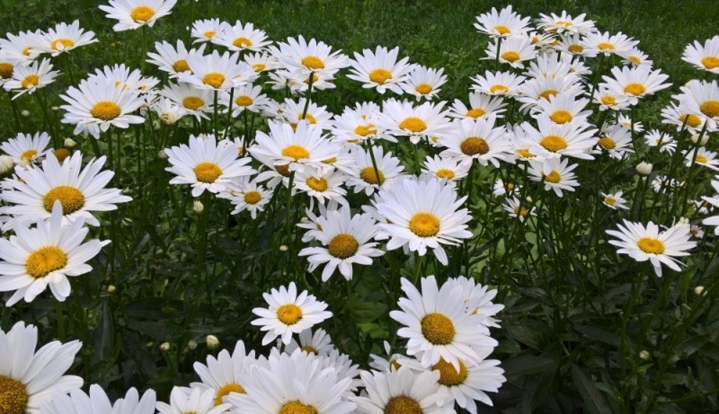 Create meme: large - flowered white chamomile, nivyanik flower, nivyanik chamomile