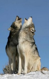Create meme: two wolves, wolves couple, wolf wild