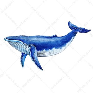 Создать мем: кит акварелью, киты, голубой кит